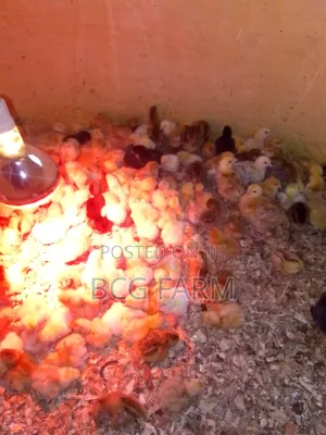 Improved Kienyeji F1chicks(Sasso,Kenbro, Rainbow Etc