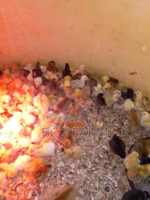 Improved Kienyeji F1chicks(Sasso,Kenbro, Rainbow Etc