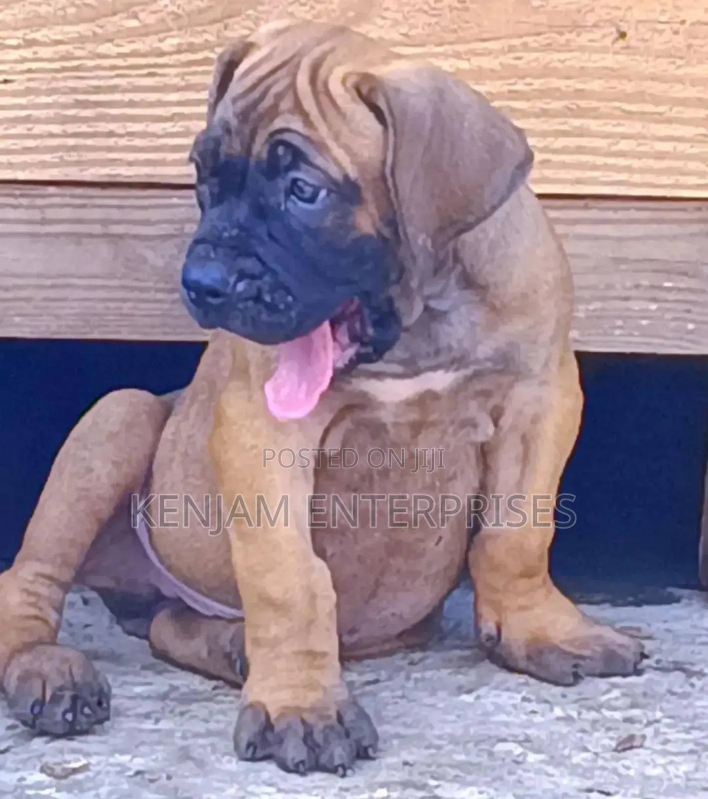 1-3 months Male Purebred Boerboel