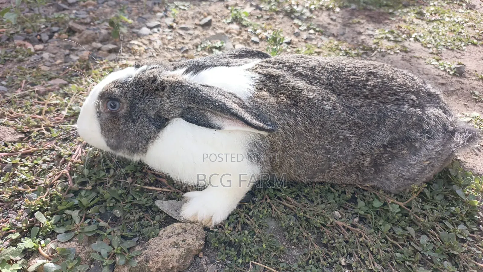 Flemish Giants Rabbit on Sale