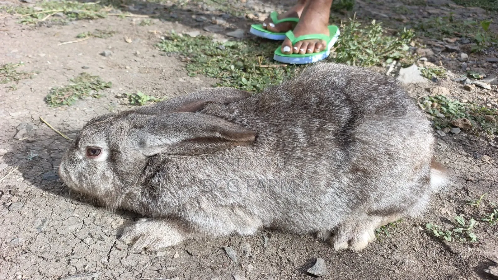 Flemish Giants Rabbit on Sale