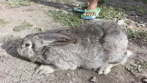 Flemish Giants Rabbit on Sale