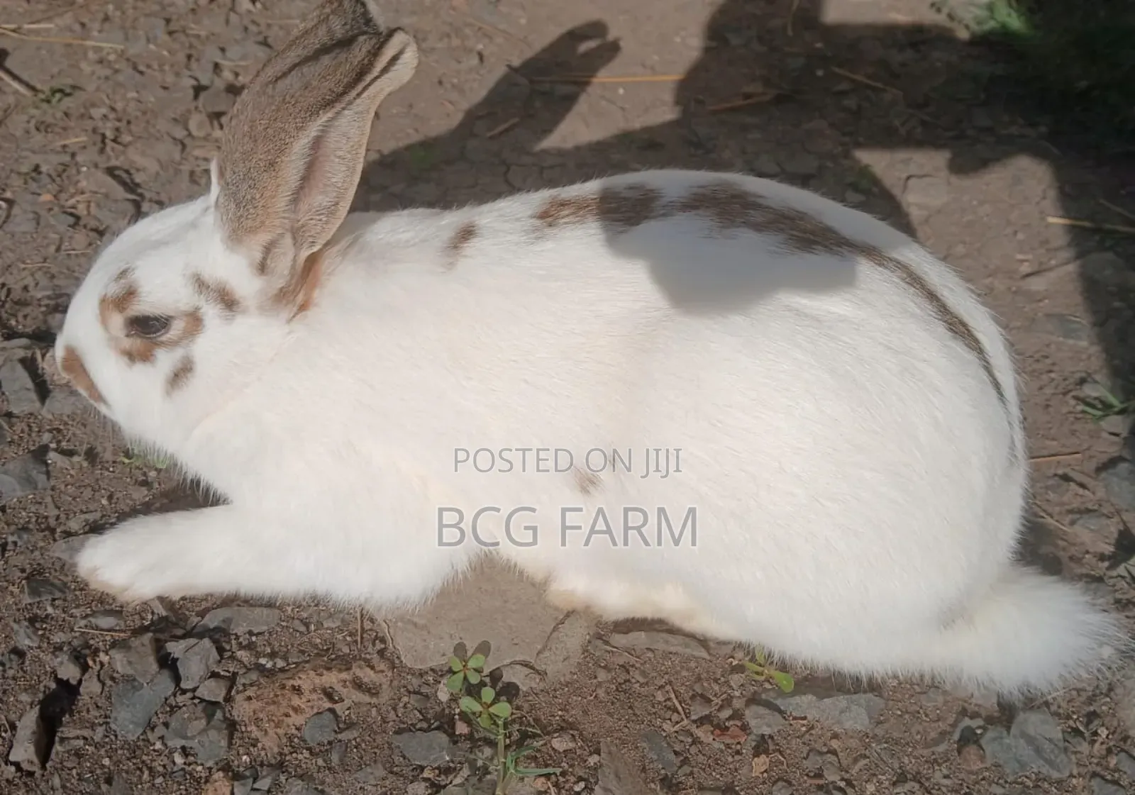 Flemish Giants Rabbit on Sale