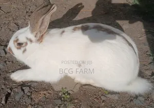 Flemish Giants Rabbit on Sale