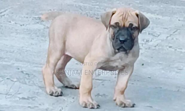 1-3 months Female Purebred Boerboel