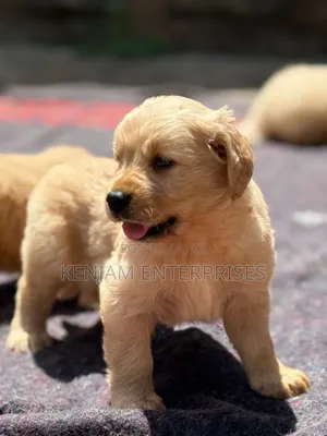 1-3 months Male Purebred Golden Retriever