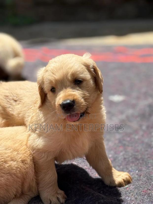 1-3 months Female Purebred Golden Retriever - main view