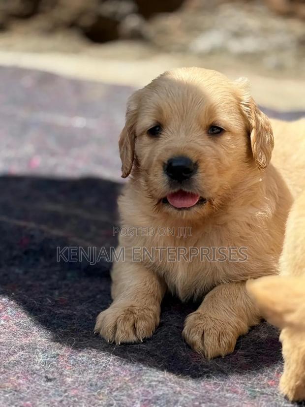 1-3 months Male Purebred Golden Retriever