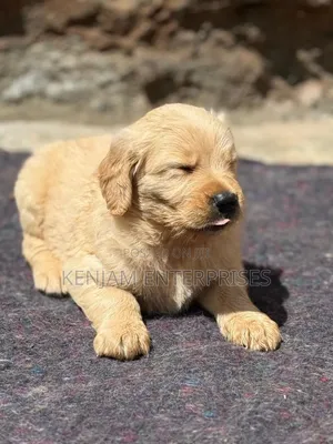 1-3 months Female Purebred Golden Retriever