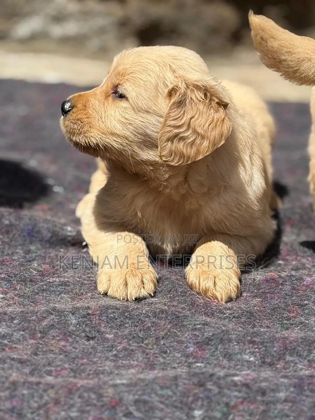 1-3 months Male Purebred Golden Retriever - main view