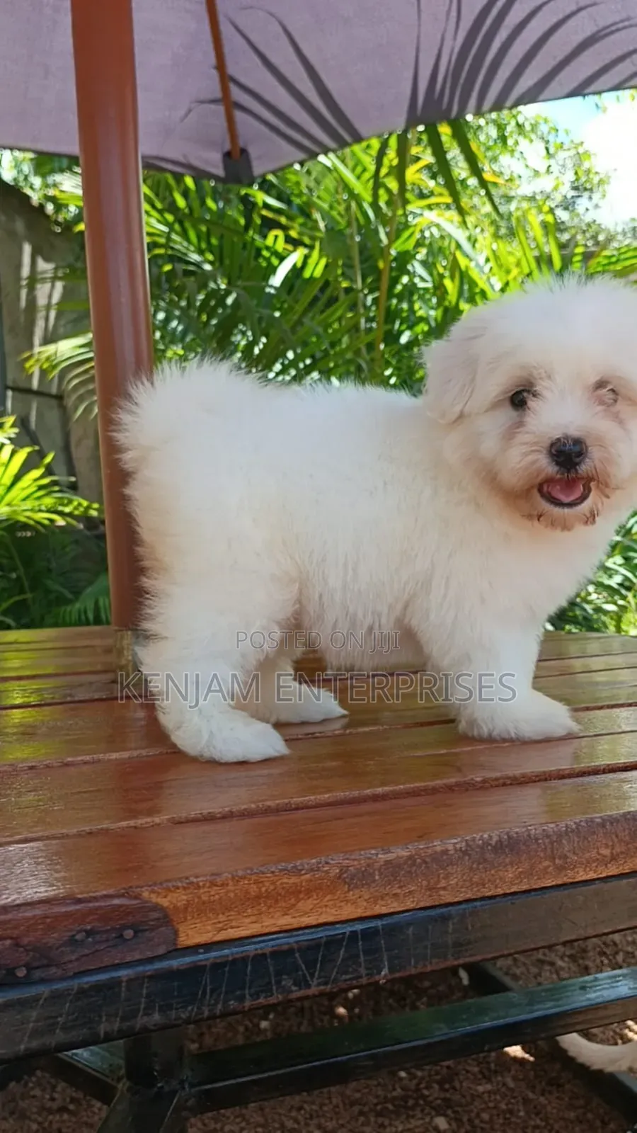 1-3 months Male Purebred Havanese