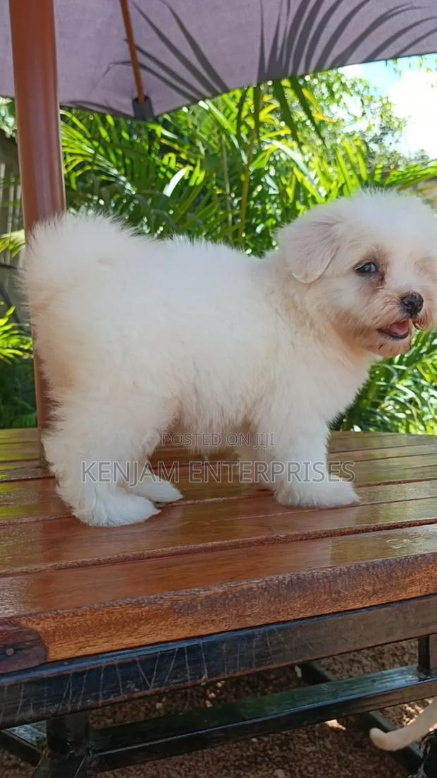 1-3 months Female Purebred Havanese