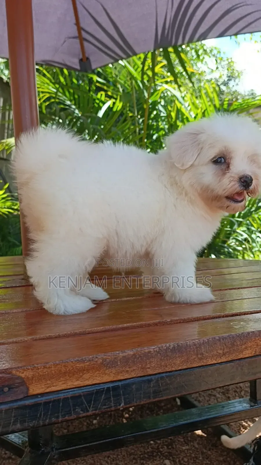 1-3 months Female Purebred Havanese