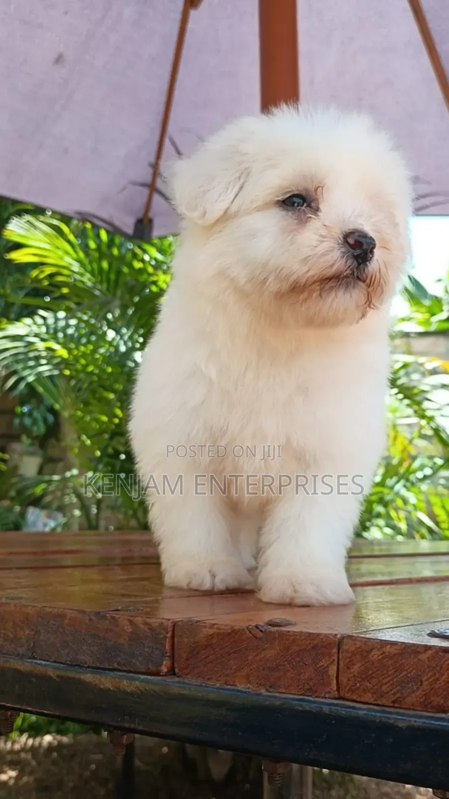 1-3 months Male Purebred Havanese