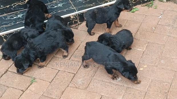 1-3 months Female Purebred Rottweiler