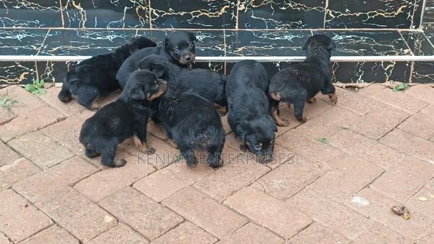 1-3 months Male Purebred Rottweiler
