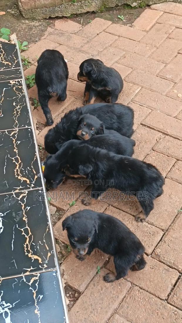 1-3 months Male Purebred Rottweiler
