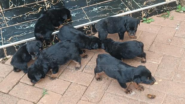 1-3 months Female Purebred Rottweiler