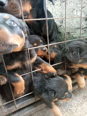 1-3 months Male Purebred Rottweiler