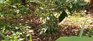 Prime 1 Acre Agricultural Land in Maragua