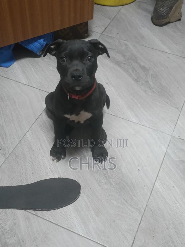 1-3 months Female Purebred American Pit Bull Terrier