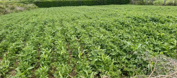 Plot For Sale Naivasha Karai Area