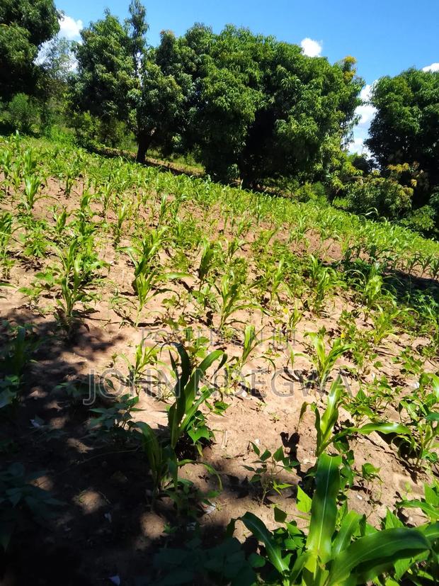 Mananja One Acre Prime Land - thumbnail 7