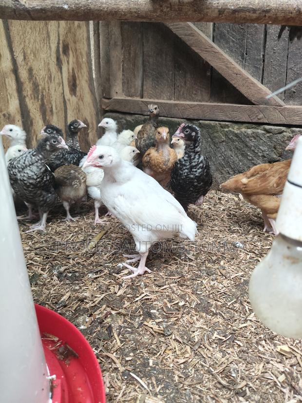 Kienyeji Chicks - main view