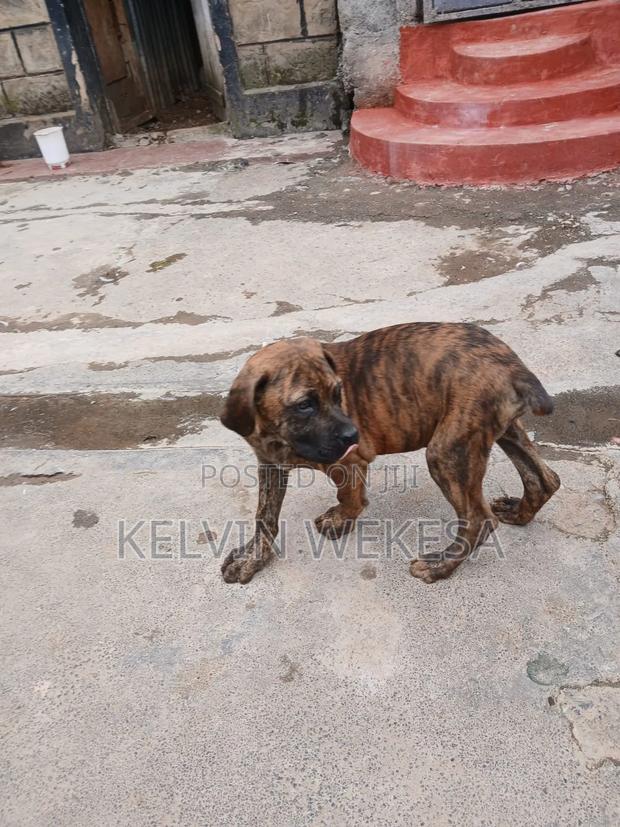 3-6 months Male Purebred Boerboel - main view