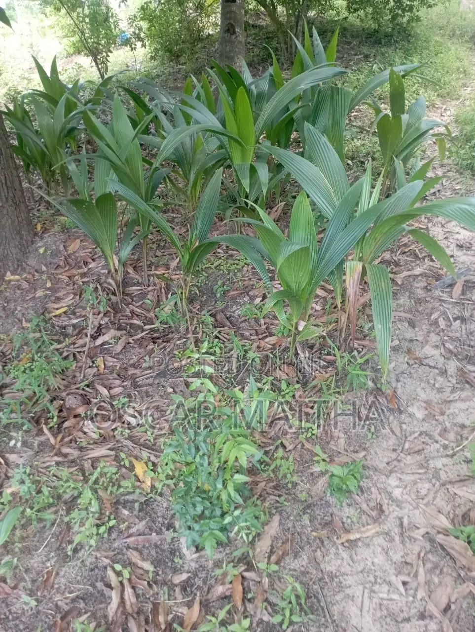 Premium Coconut Seedlings for Sale