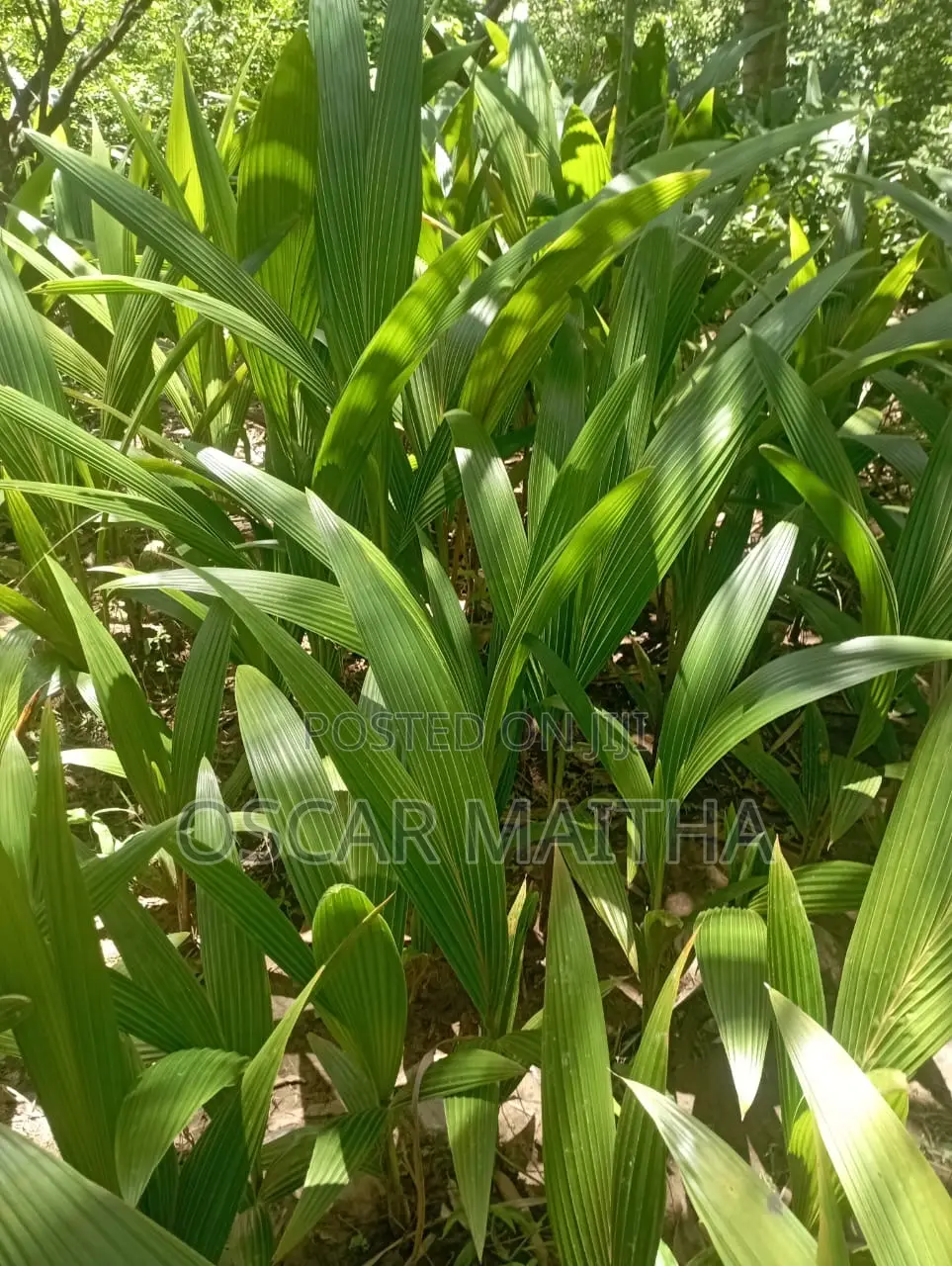 Premium Coconut Seedlings for Sale