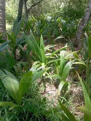 Premium Coconut Seedlings for Sale