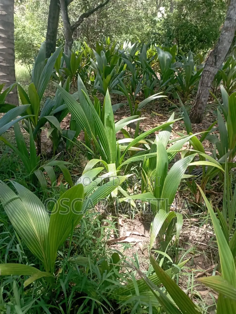 Premium Coconut Seedlings for Sale