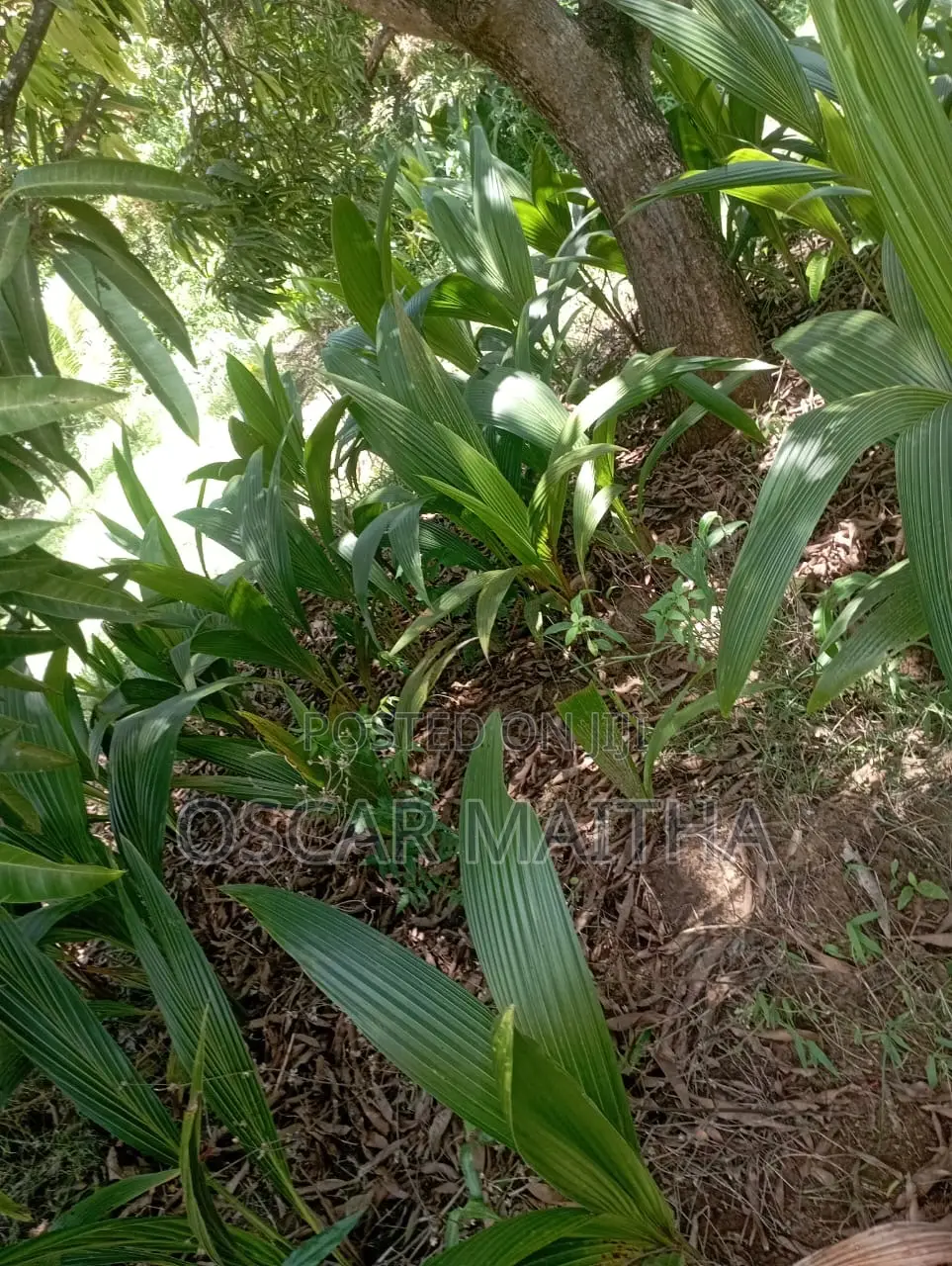 Premium Coconut Seedlings for Sale
