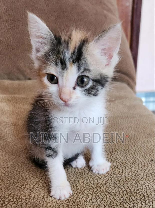 1-3 months Female Mixed Breed Cat - thumbnail 4