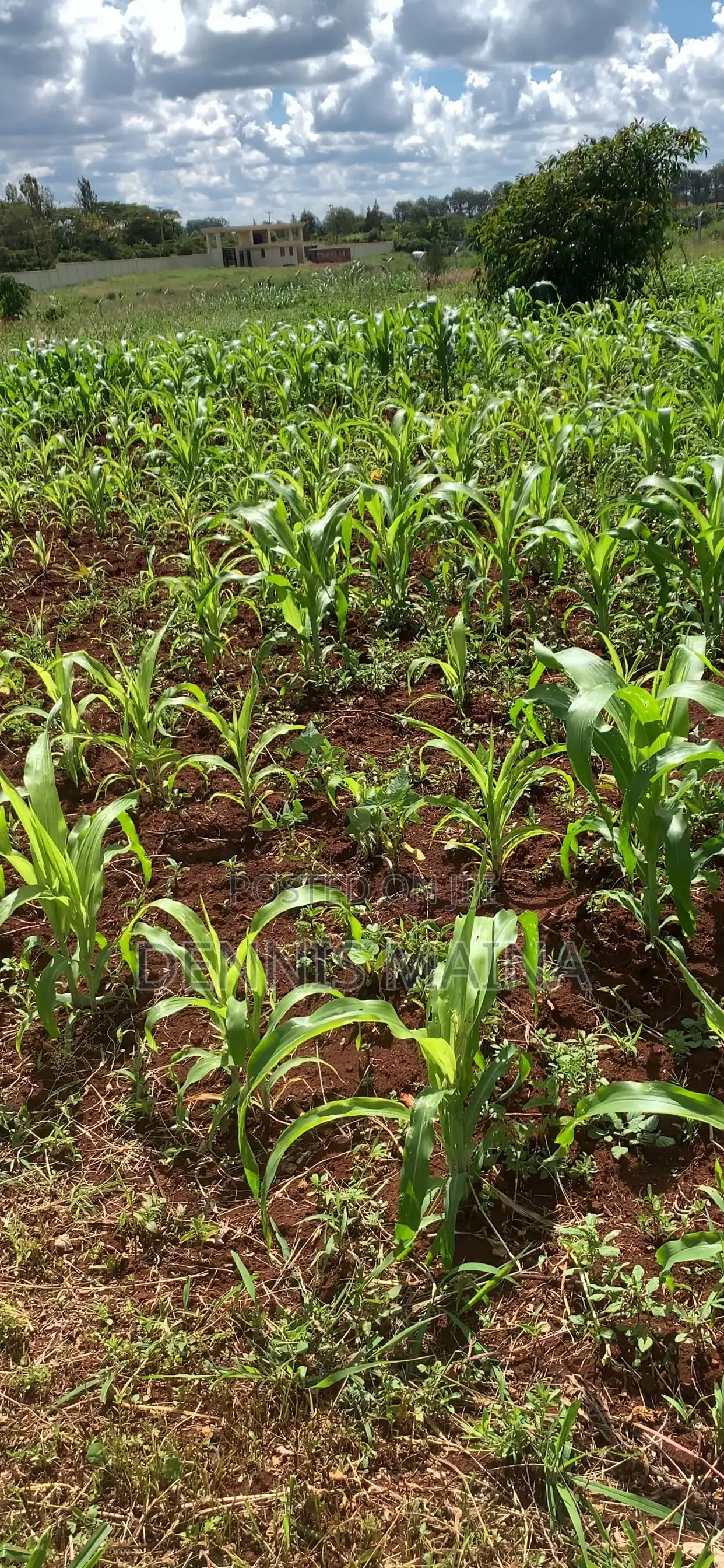 Plot on Sale at Gatanga 8km From Blue Post Thika .