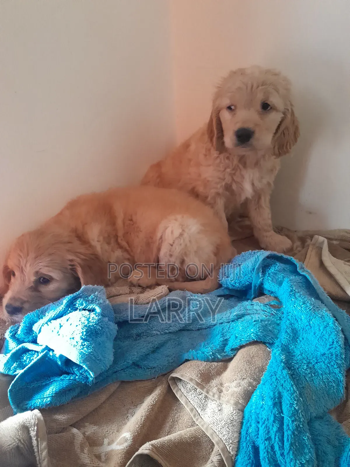 1-3 months Male Purebred Cockapoo