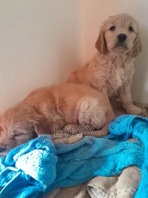1-3 months Male Purebred Cockapoo