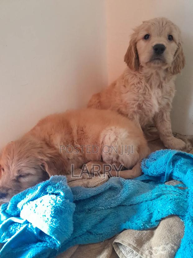 1-3 months Male Purebred Cockapoo - thumbnail 2