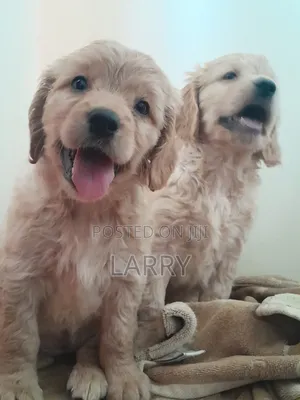 1-3 months Female Purebred Cockapoo