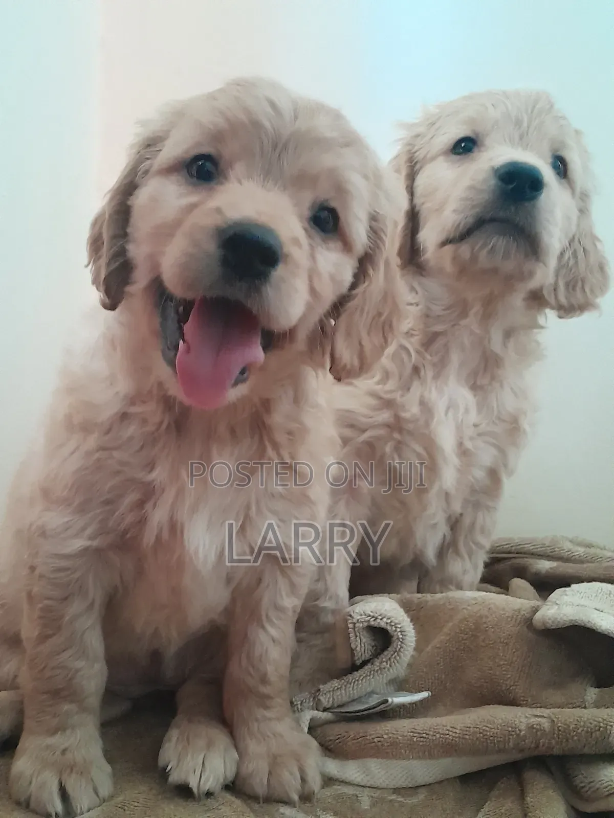 1-3 months Female Purebred Cockapoo