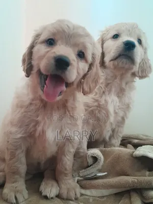 1-3 months Female Purebred Cockapoo