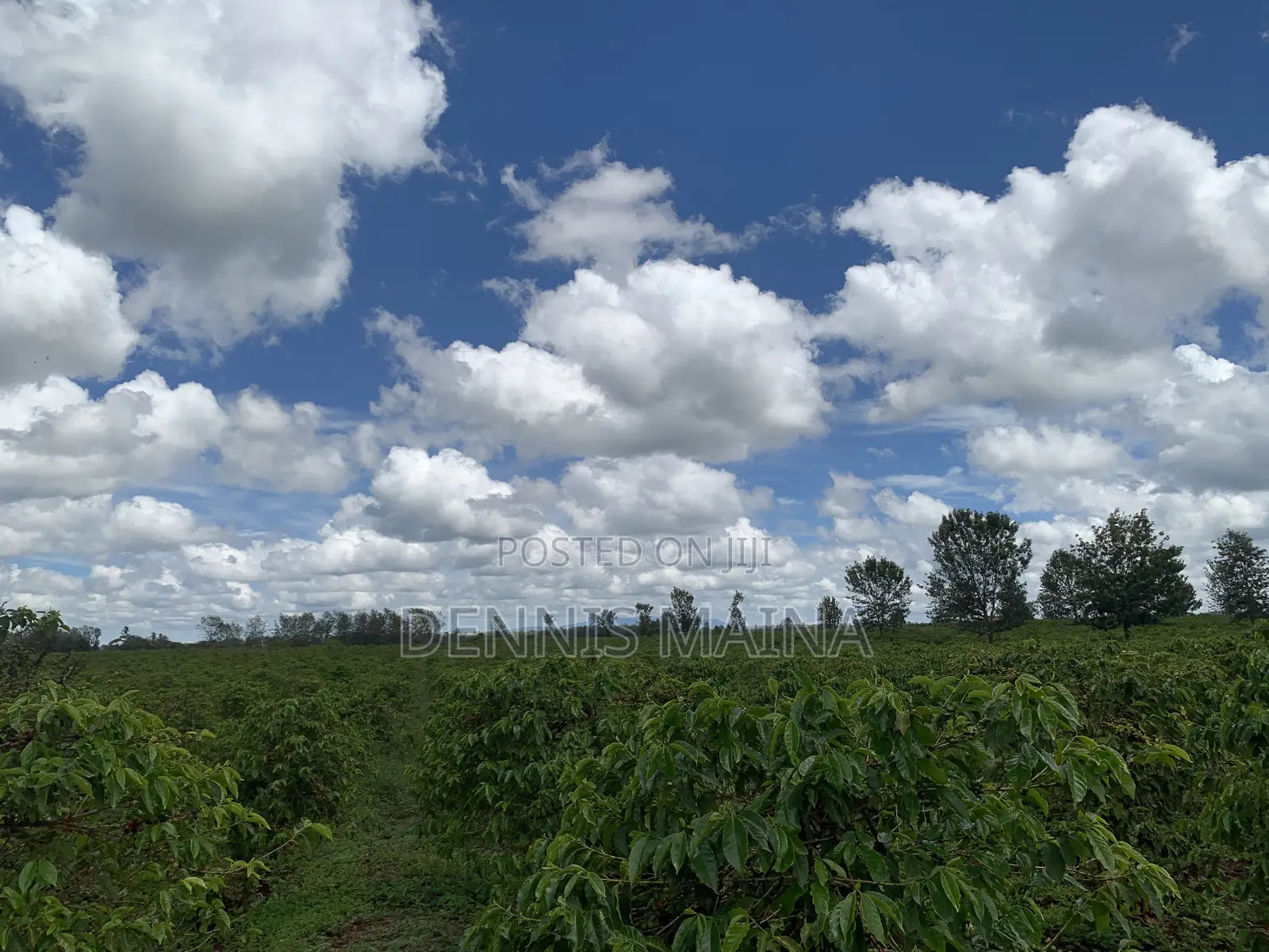 8acres on Sale 100% Coffee Plantation 8kms From Blue Post Thika