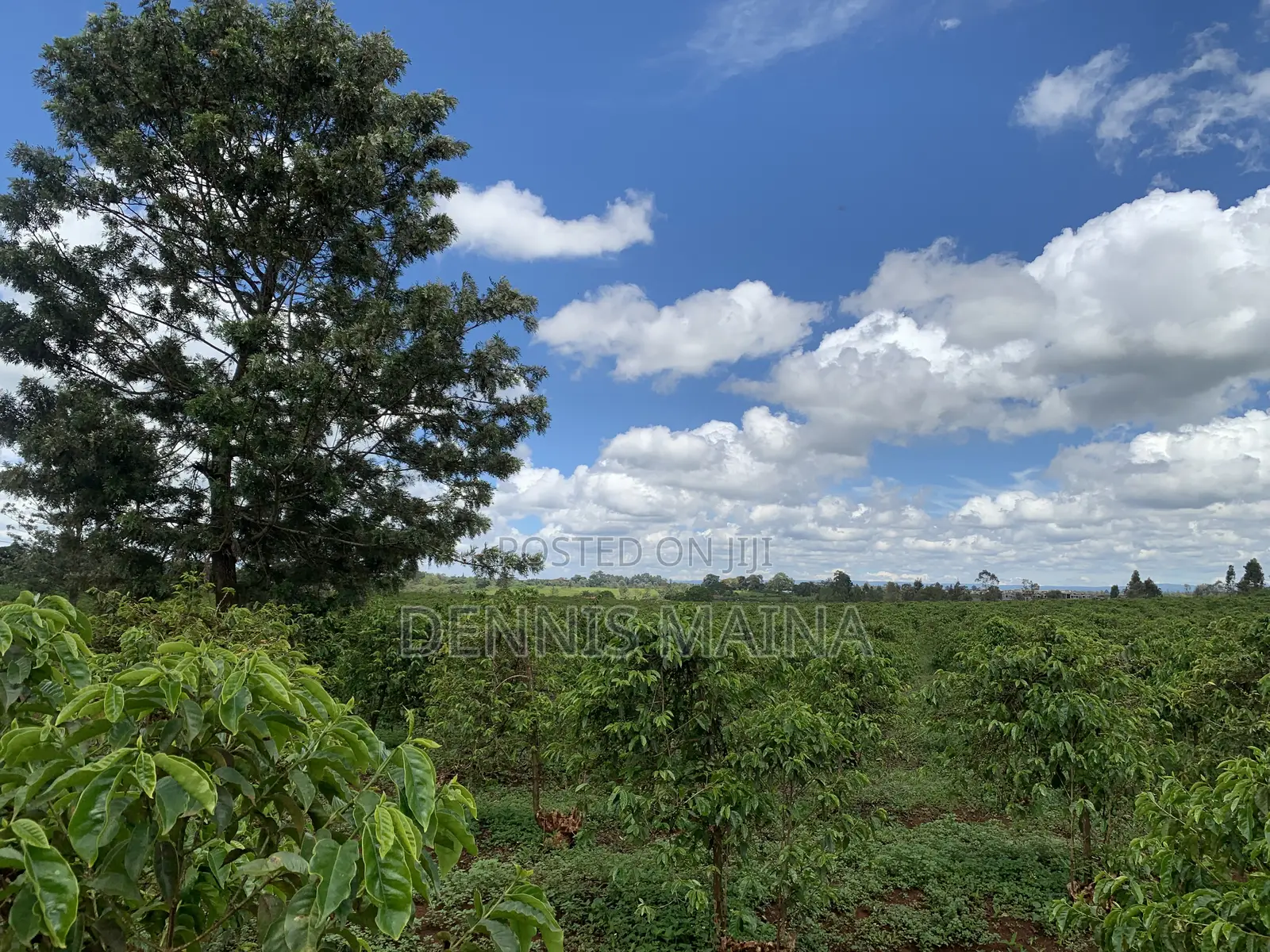 8acres on Sale 100% Coffee Plantation 8kms From Blue Post Thika