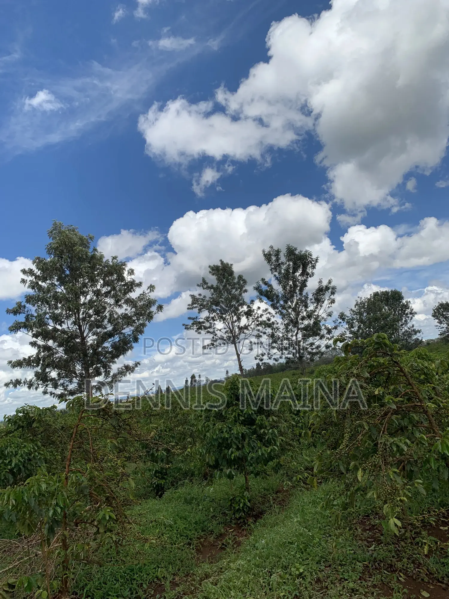 8acres on Sale 100% Coffee Plantation 8kms From Blue Post Thika