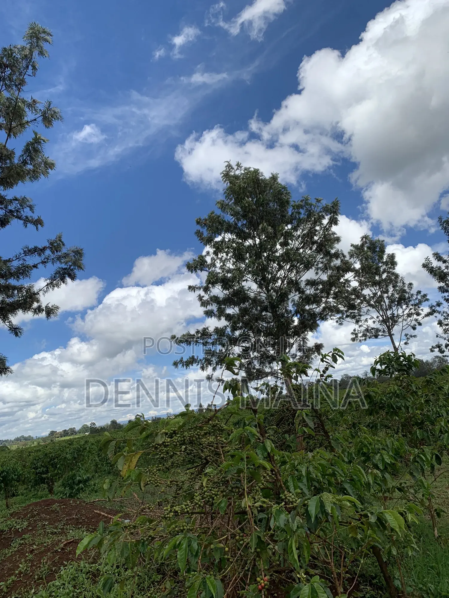 8acres on Sale 100% Coffee Plantation 8kms From Blue Post Thika