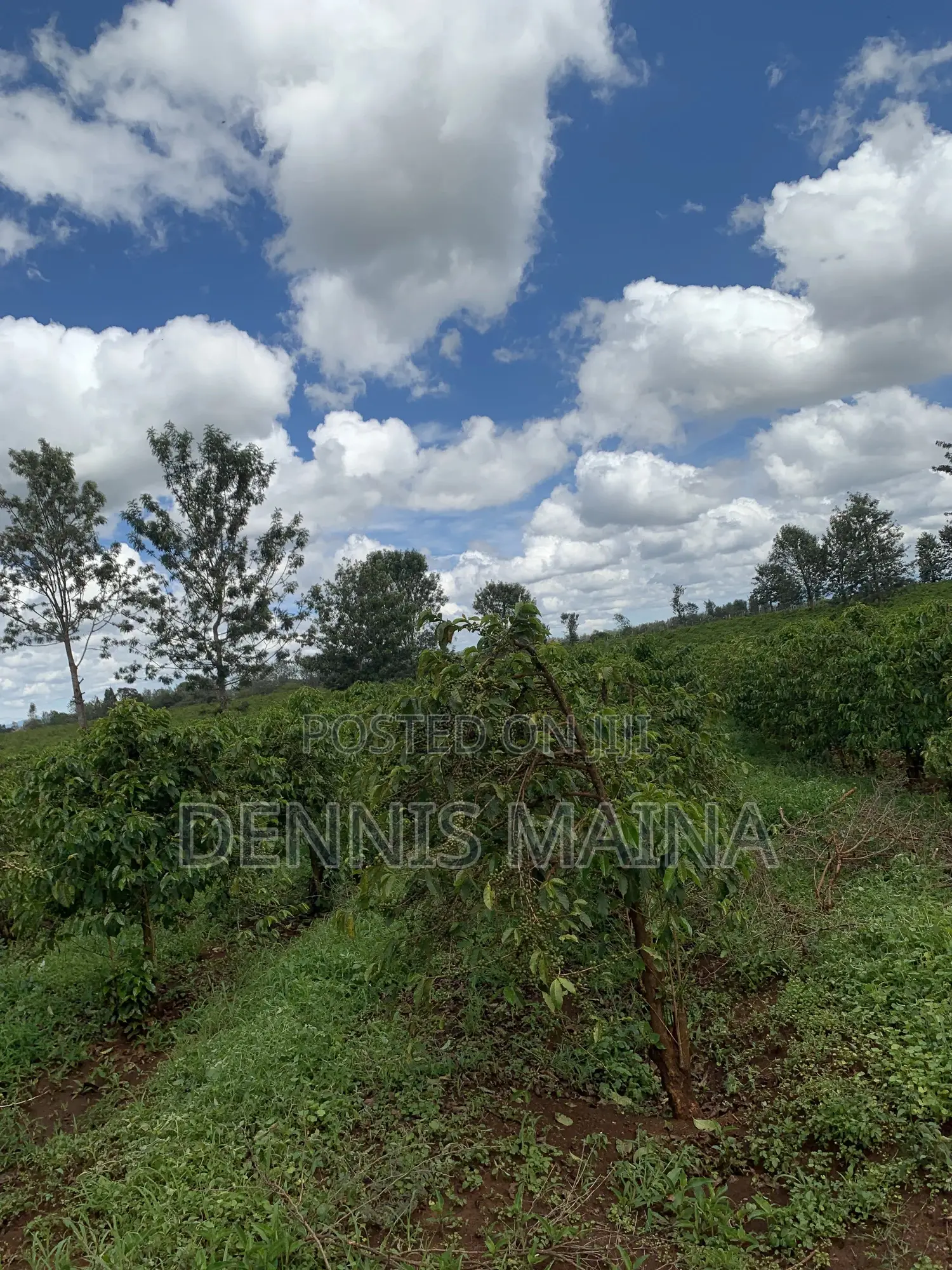 8acres on Sale 100% Coffee Plantation 8kms From Blue Post Thika