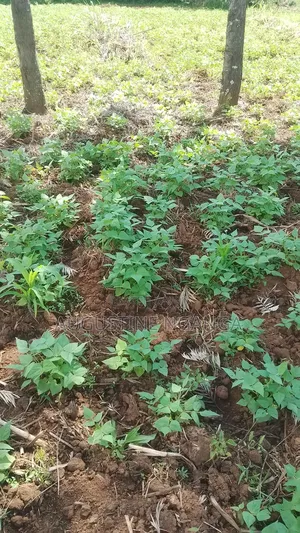 1/4 Plot Urgently on Sale- Medication.