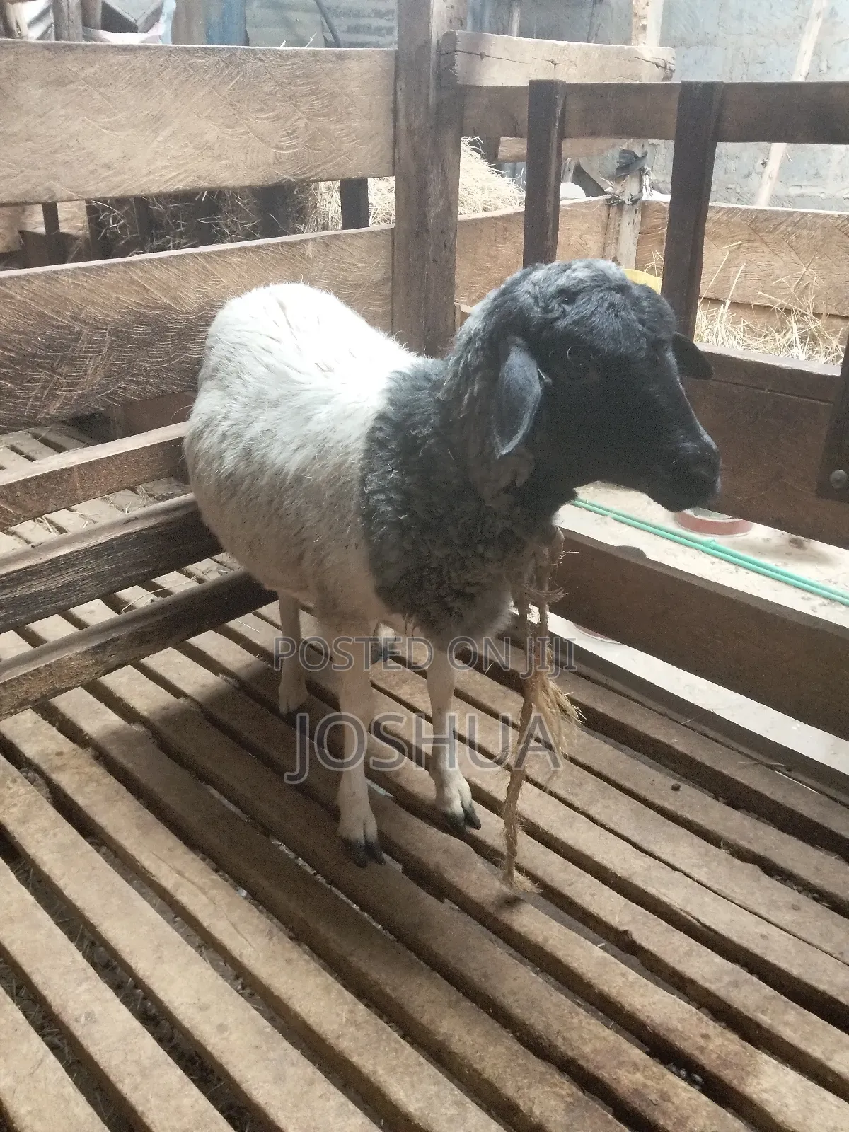 Sheep for Meat.