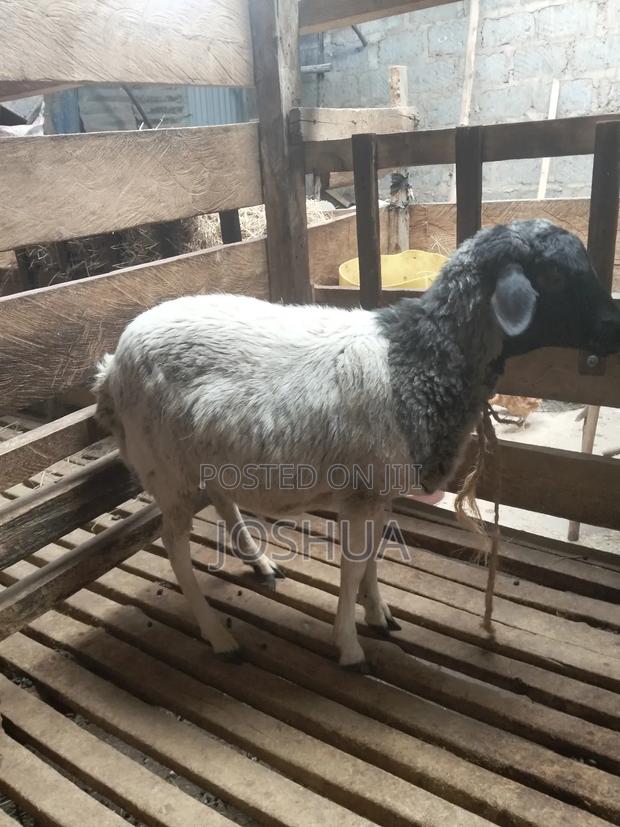 Sheep for Meat. - thumbnail 12